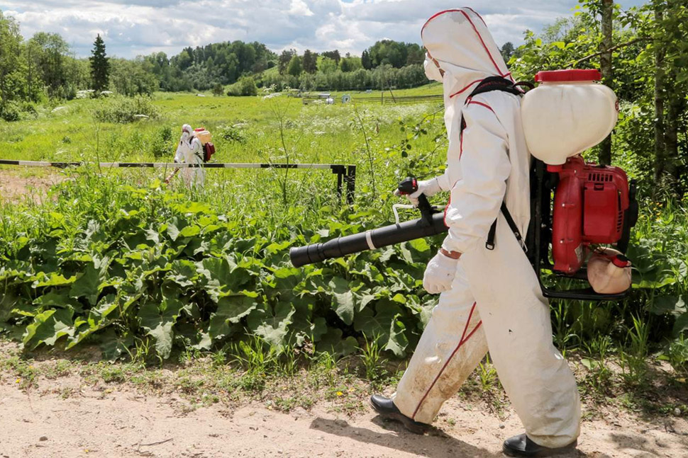 Удаление борщевика